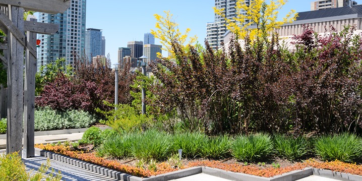 green roof